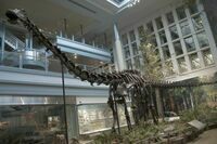 Diplodocus skeleton at the Carnegie Museum of Natural History.
